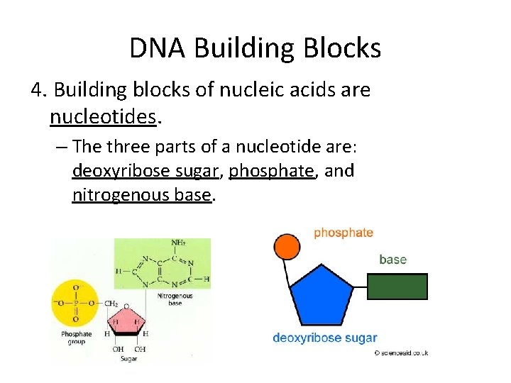 DNA vs RNA and Replication DNA Deoxyribonucleic Acid