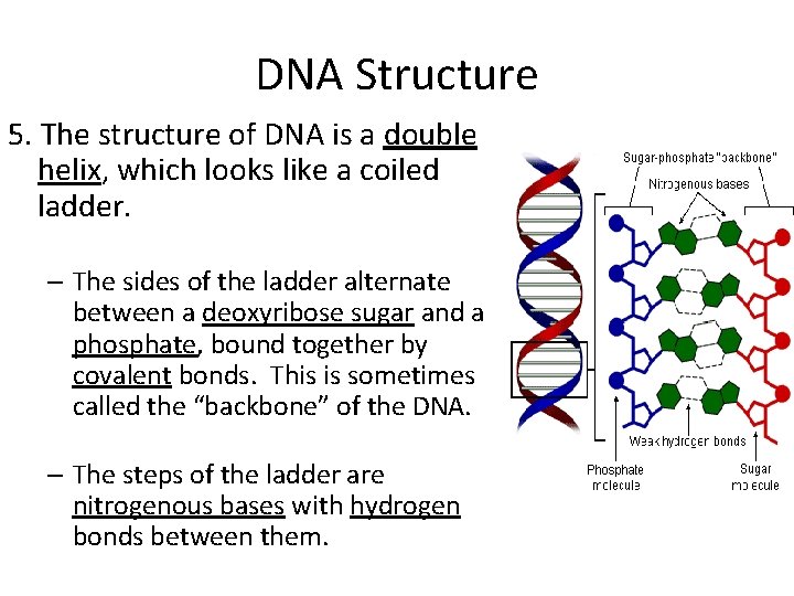 DNA Structure 5. The structure of DNA is a double helix, which looks like