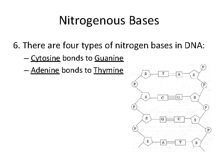 Nitrogenous Bases 6. There are four types of nitrogen bases in DNA: – Cytosine