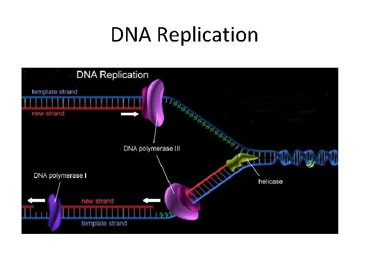 DNA Replication 