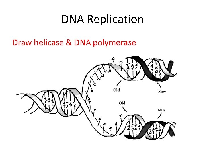 DNA Replication Draw helicase & DNA polymerase 