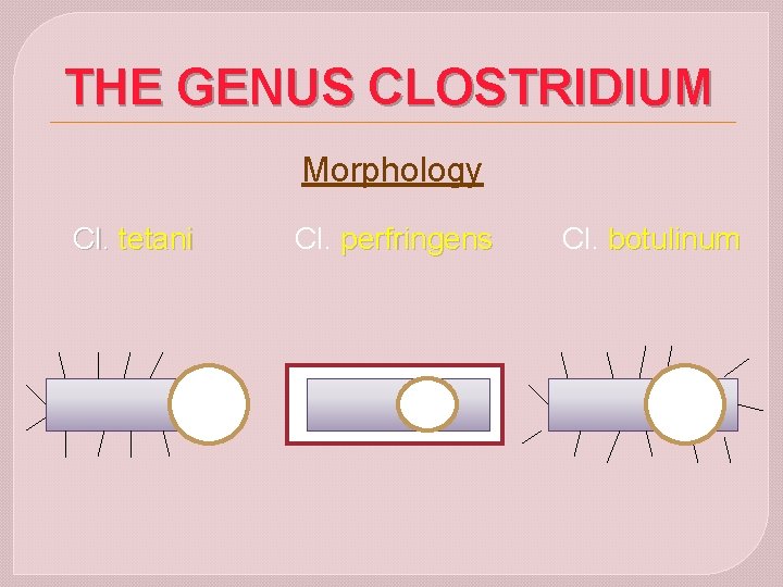 THE GENUS CLOSTRIDIUM Morphology Cl. tetani Cl. perfringens Cl. botulinum 