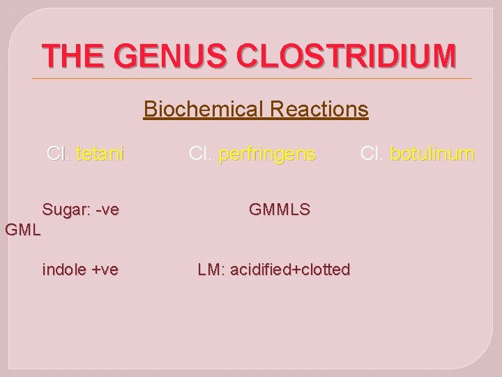 THE GENUS CLOSTRIDIUM Biochemical Reactions Cl. tetani Sugar: -ve Cl. perfringens GMMLS GML indole