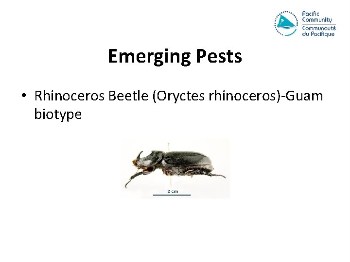 Emerging Pests • Rhinoceros Beetle (Oryctes rhinoceros)-Guam biotype 