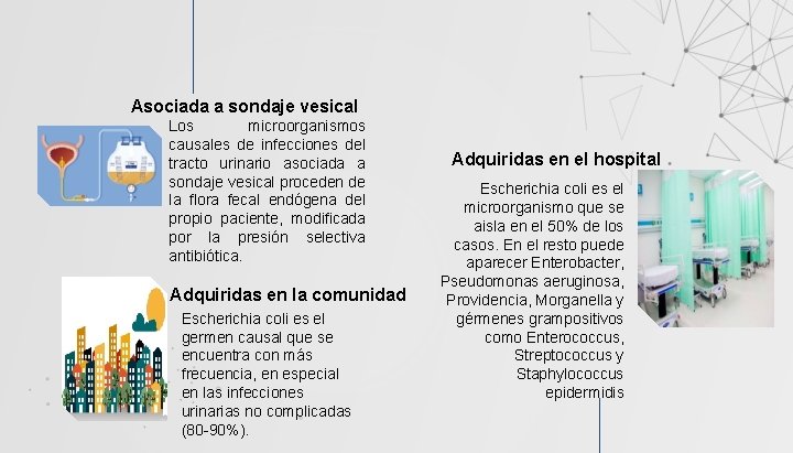 Asociada a sondaje vesical Los microorganismos causales de infecciones del tracto urinario asociada a