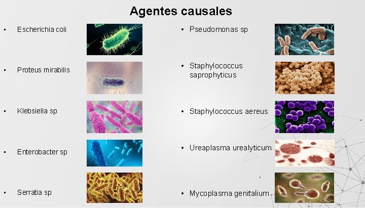 Agentes causales • Escherichia coli • Pseudomonas sp • Proteus mirabilis • Staphylococcus saprophyticus