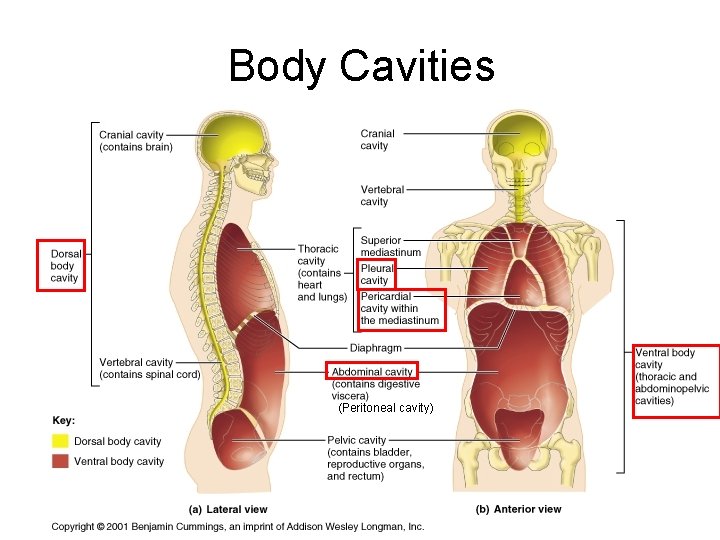 Body Cavities (Peritoneal cavity) 
