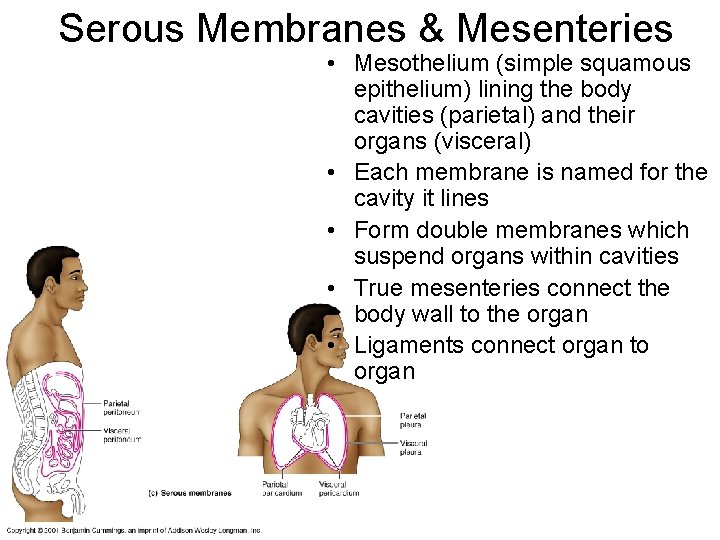 Serous Membranes & Mesenteries • Mesothelium (simple squamous epithelium) lining the body cavities (parietal)