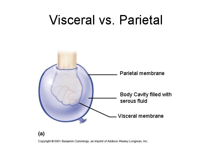 Visceral vs. Parietal membrane Body Cavity filled with serous fluid Visceral membrane 