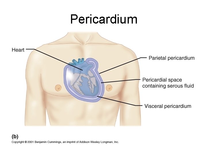 Pericardium 