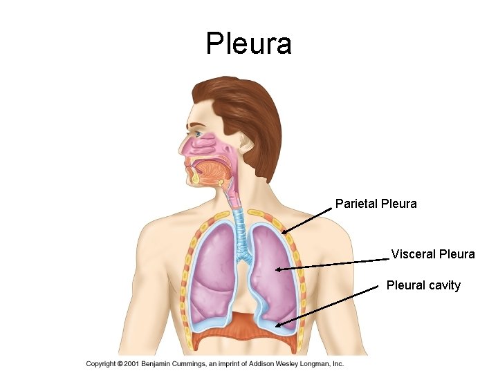 Pleura Parietal Pleura Visceral Pleural cavity 