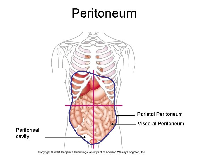 Peritoneum Parietal Peritoneum Visceral Peritoneum Peritoneal cavity 