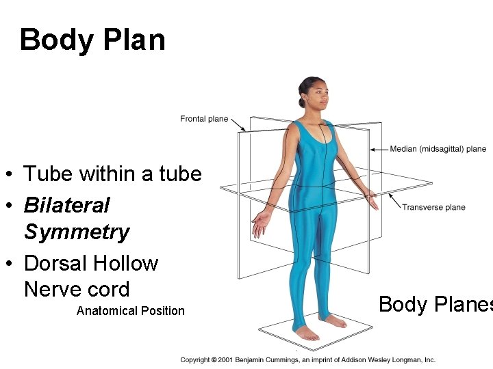 Body Plan • Tube within a tube • Bilateral Symmetry • Dorsal Hollow Nerve