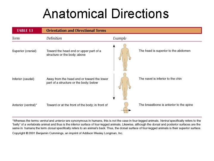Anatomical Directions 