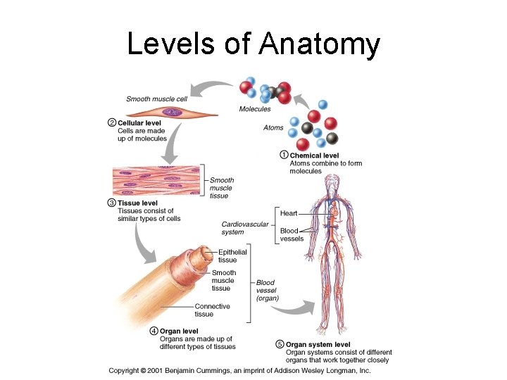 Levels of Anatomy 