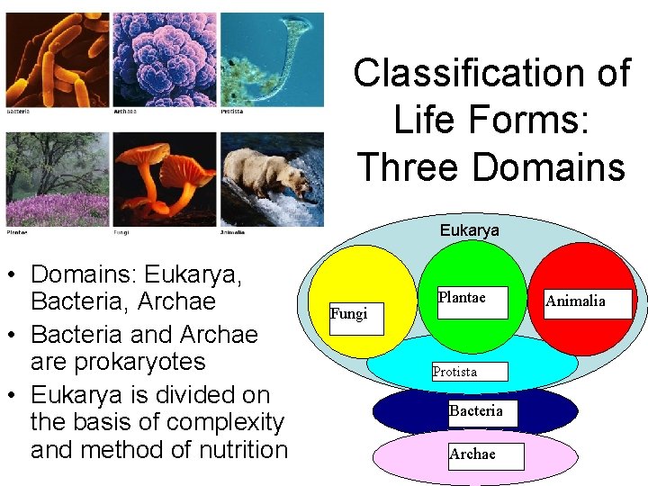 Classification of Life Forms: Three Domains Eukarya • Domains: Eukarya, Bacteria, Archae • Bacteria