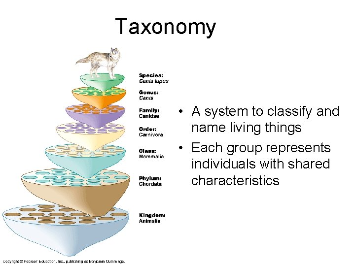 Taxonomy • A system to classify and name living things • Each group represents