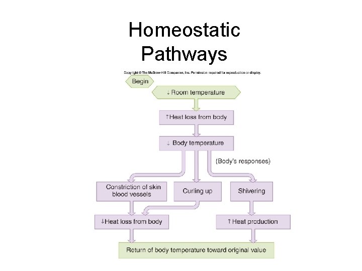 Introduction Biology 201 Organismal Structure Function Animal Phase
