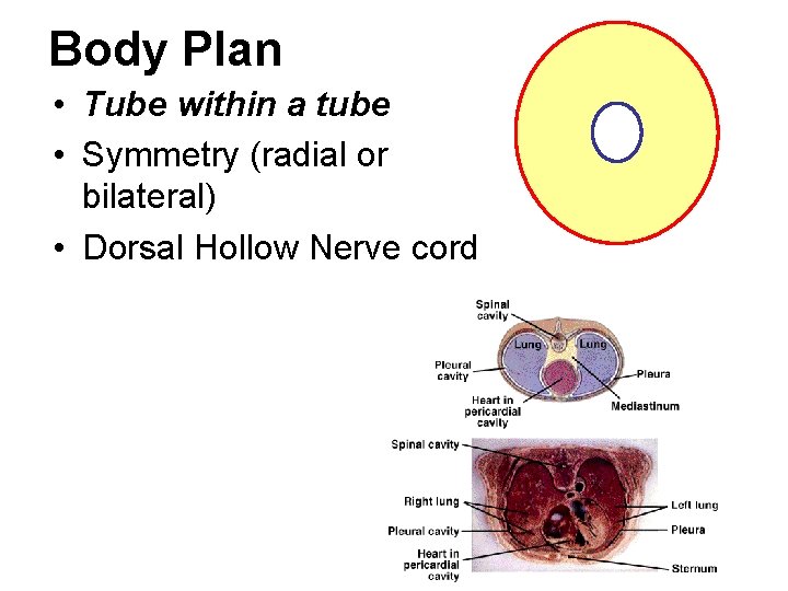 Body Plan • Tube within a tube • Symmetry (radial or bilateral) • Dorsal