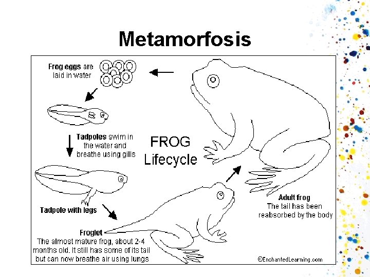 Metamorfosis 