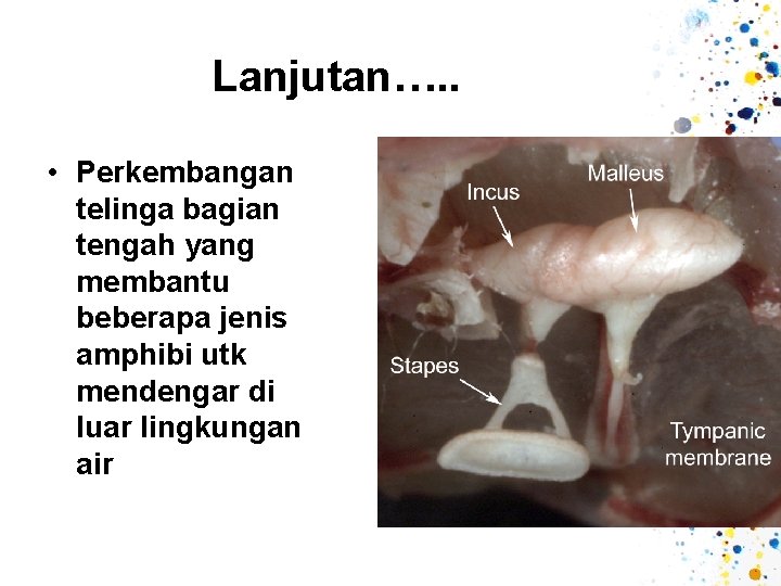 Lanjutan…. . • Perkembangan telinga bagian tengah yang membantu beberapa jenis amphibi utk mendengar