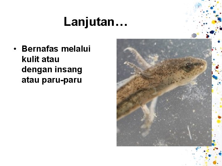 Lanjutan… • Bernafas melalui kulit atau dengan insang atau paru-paru 