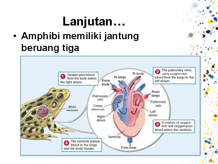 Lanjutan… • Amphibi memiliki jantung beruang tiga 