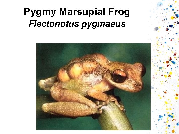 Pygmy Marsupial Frog Flectonotus pygmaeus 