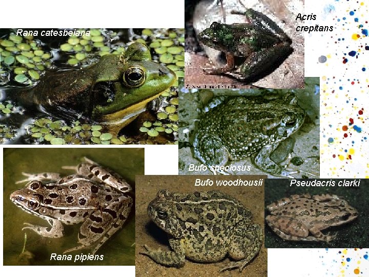 Acris crepitans Local Species Rana catesbeiana Bufo speciosus Bufo woodhousii Rana pipiens Pseudacris clarki