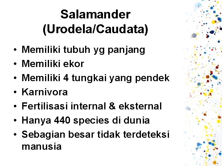 Salamander (Urodela/Caudata) • • Memiliki tubuh yg panjang Memiliki ekor Memiliki 4 tungkai yang