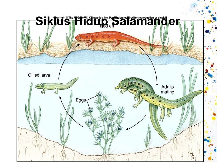 Siklus Hidup Salamander 