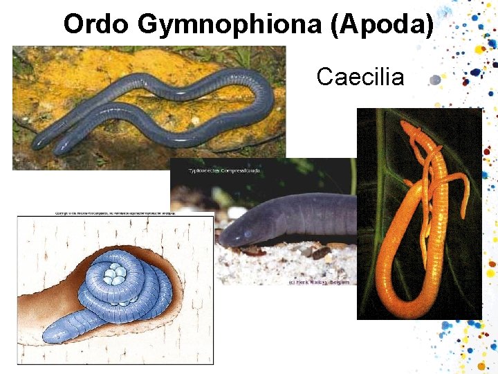 Ordo Gymnophiona (Apoda) Caecilia 