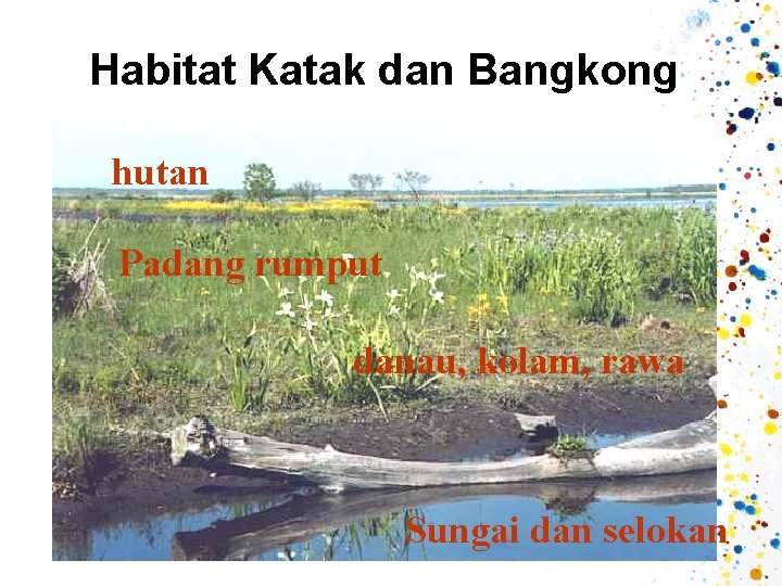 Habitat Katak dan Bangkong hutan Padang rumput danau, kolam, rawa Sungai dan selokan 