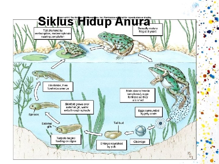 Siklus Hidup Anura 