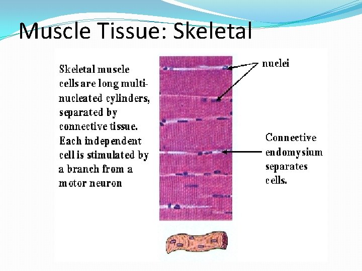 Muscle Tissue: Skeletal 