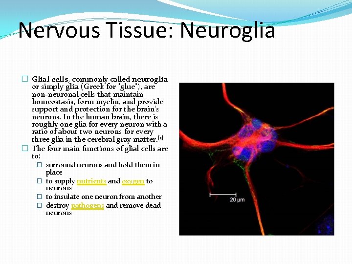 Nervous Tissue: Neuroglia � Glial cells, commonly called neuroglia or simply glia (Greek for