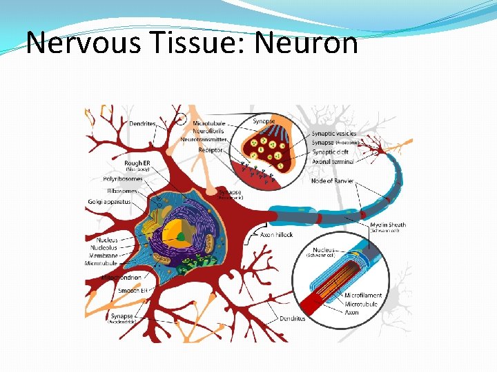 Nervous Tissue: Neuron 
