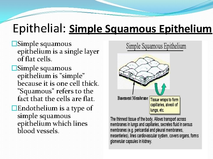 Epithelial: Simple Squamous Epithelium �Simple squamous epithelium is a single layer of flat cells.
