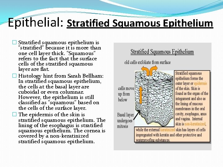 Epithelial: Stratified Squamous Epithelium � Stratified squamous epithelium is "stratified" because it is more