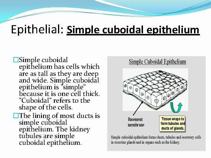 Epithelial: Simple cuboidal epithelium �Simple cuboidal epithelium has cells which are as tall as