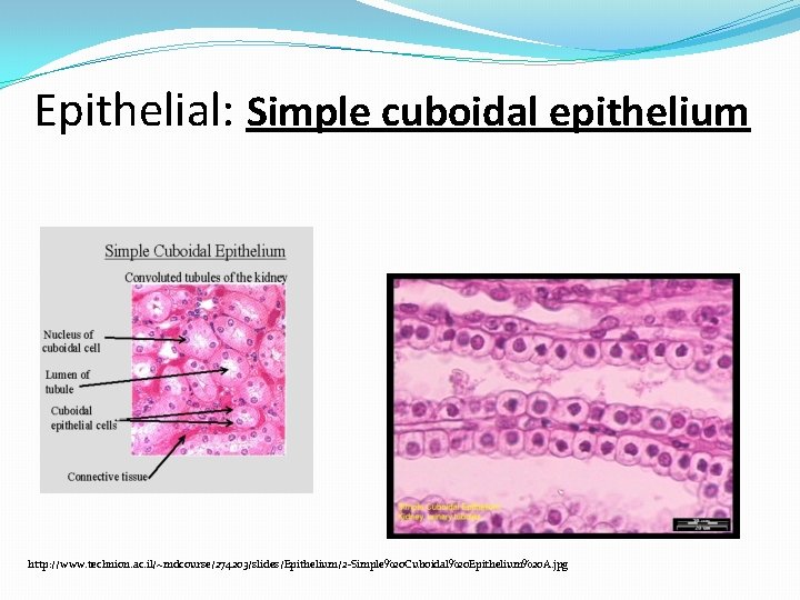 Epithelial: Simple cuboidal epithelium http: //www. technion. ac. il/~mdcourse/274203/slides/Epithelium/2 -Simple%20 Cuboidal%20 Epithelium%20 A. jpg