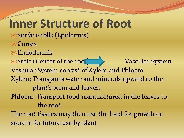 Inner Structure of Root Surface cells (Epidermis) Cortex Endodermis Stele (Center of the root)