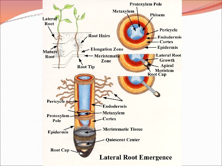 STRUCTURE AND FUNCTION OF PLANTS BODY The Organs