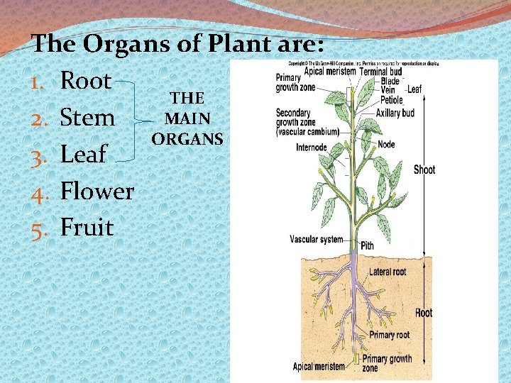 The Organs of Plant are: 1. Root THE MAIN 2. Stem ORGANS 3. Leaf