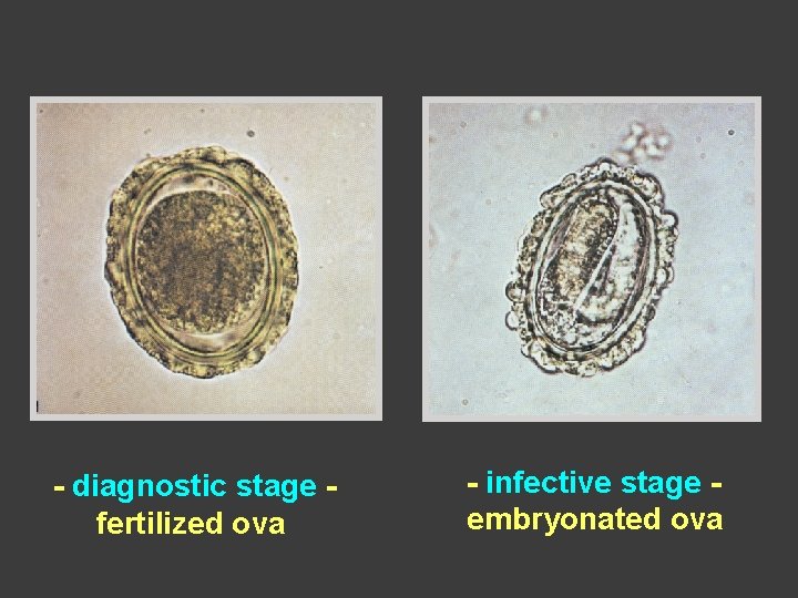 - diagnostic stage fertilized ova - infective stage embryonated ova 