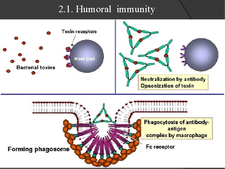 2. 1. Humoral immunity Parasites antigen 