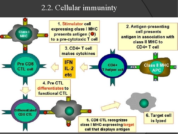 2. 2. Cellular immuninty 