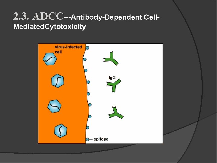 2. 3. ADCC---Antibody-Dependent Cell. Mediated. Cytotoxicity 