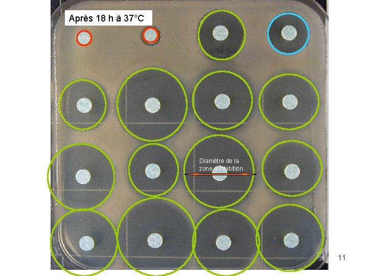 Après 18 h à 37°C Diamètre de la zone d’inhibition 11 