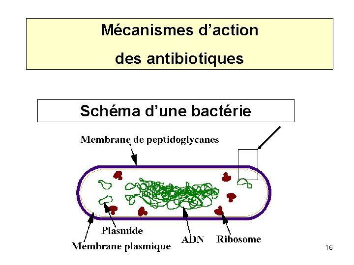 Mécanismes d’action des antibiotiques Schéma d’une bactérie 16 